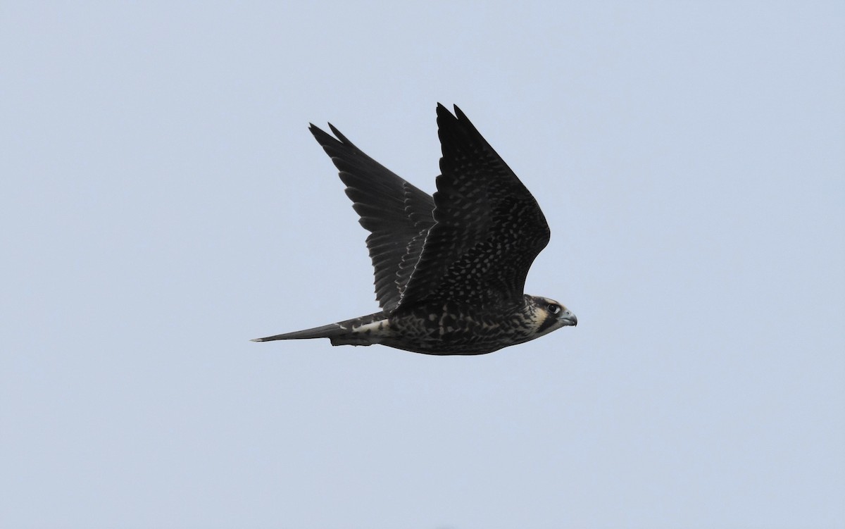 Peregrine Falcon - ML174987731