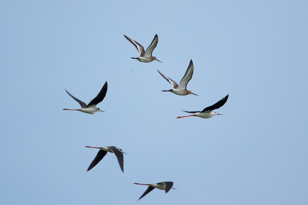 Black-tailed Godwit - ML174989451