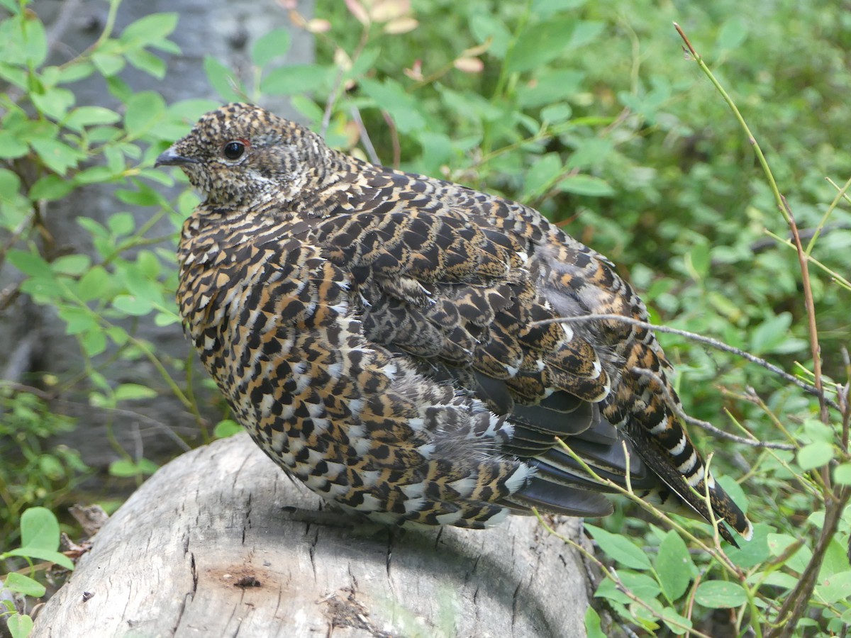 Spruce Grouse (Franklin's) - ML174989831