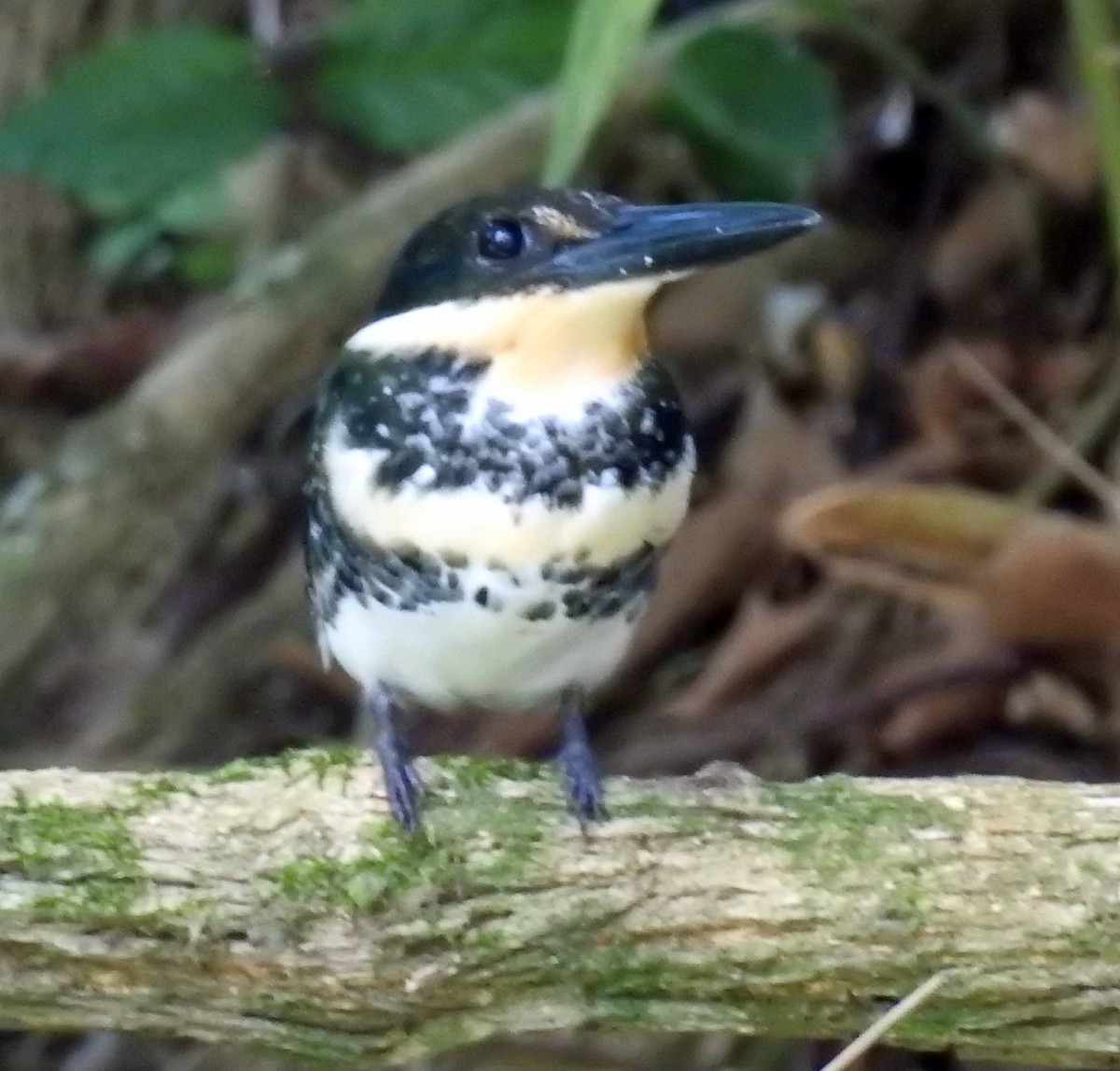 Green Kingfisher - ML174992041