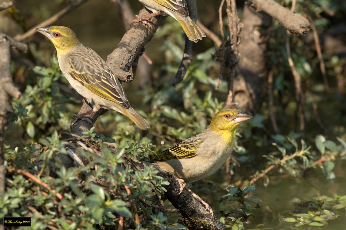 Southern Masked-Weaver - David Irving