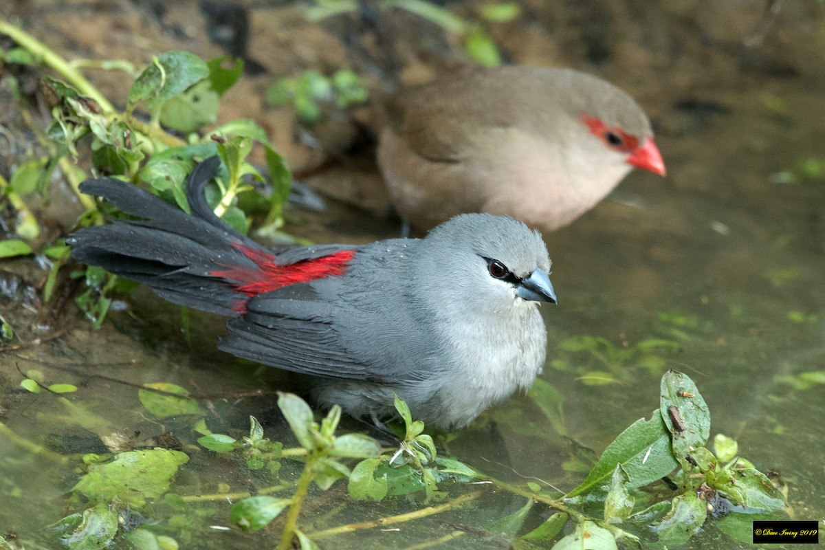 Black-tailed Waxbill - ML174992371