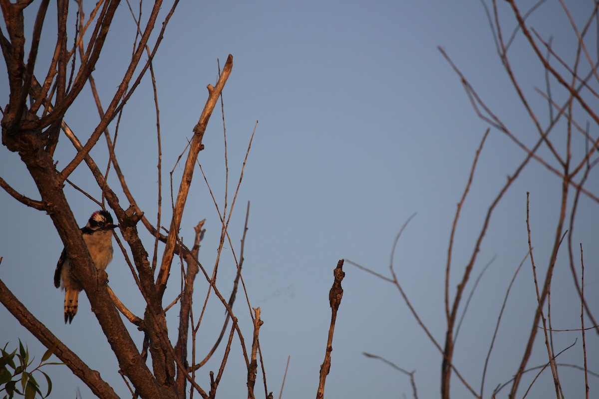 Downy Woodpecker - ML174992411