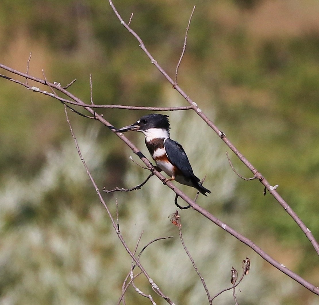 Belted Kingfisher - ML174992641