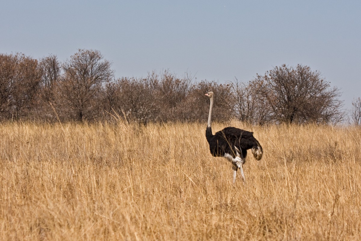 pštros dvouprstý - ML174992701