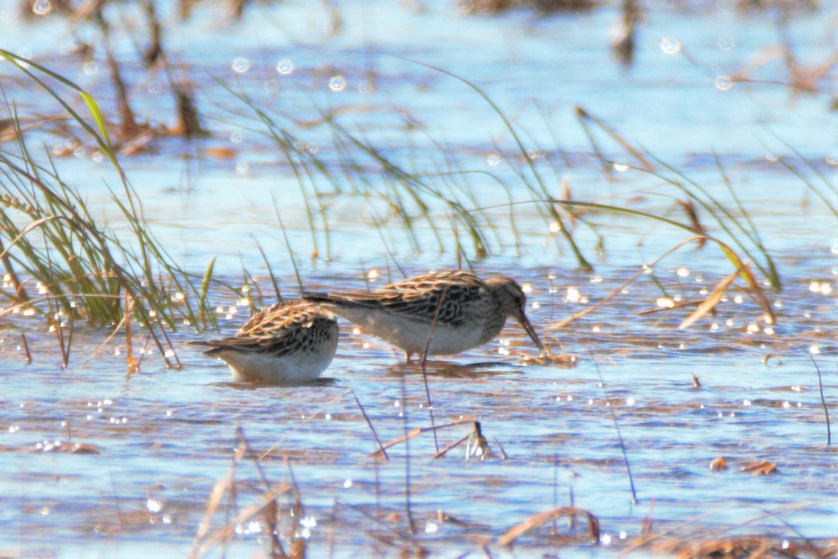 Pectoral Sandpiper - Mitch (Michel) Doucet