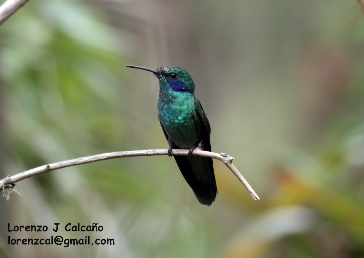 Lesser Violetear - ML174996571