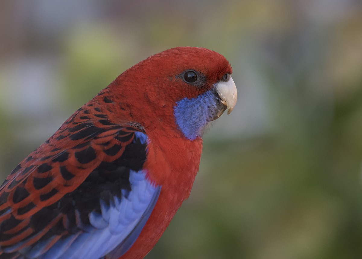 Crimson Rosella (Crimson) - ML174996641