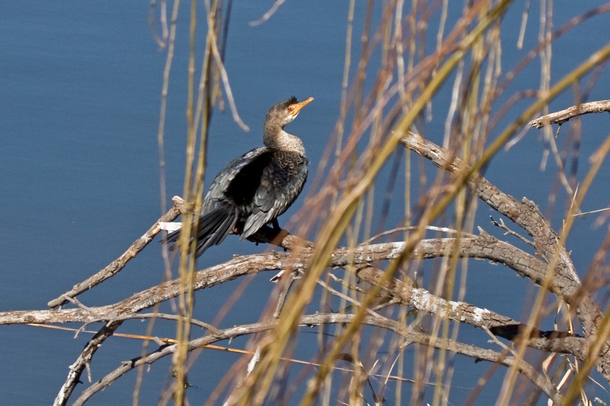 kormorán dlouhoocasý - ML174997131