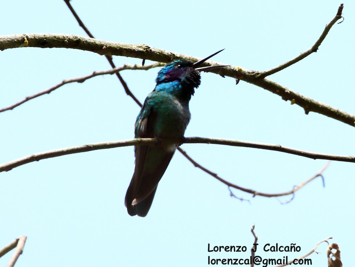 Lesser Violetear - ML174998211