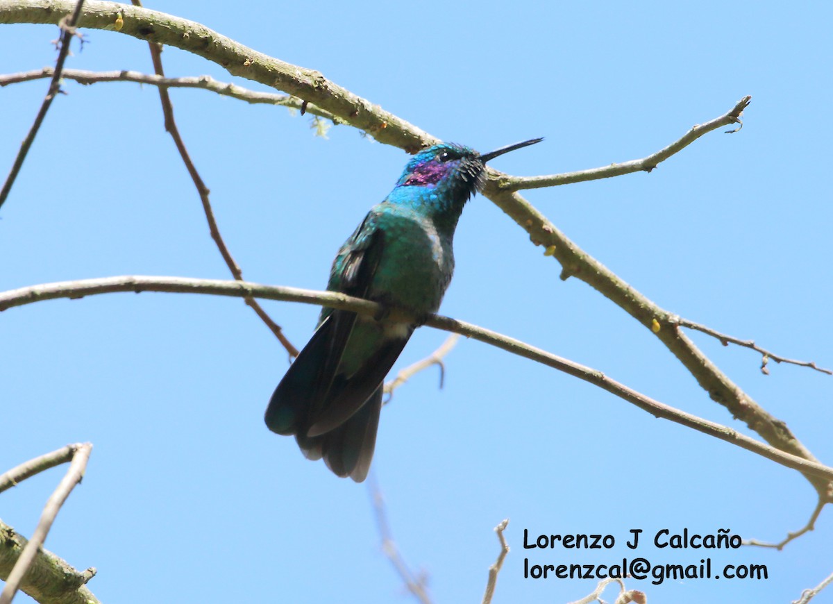 Colibrí Oreja Violeta Menor - ML174998281