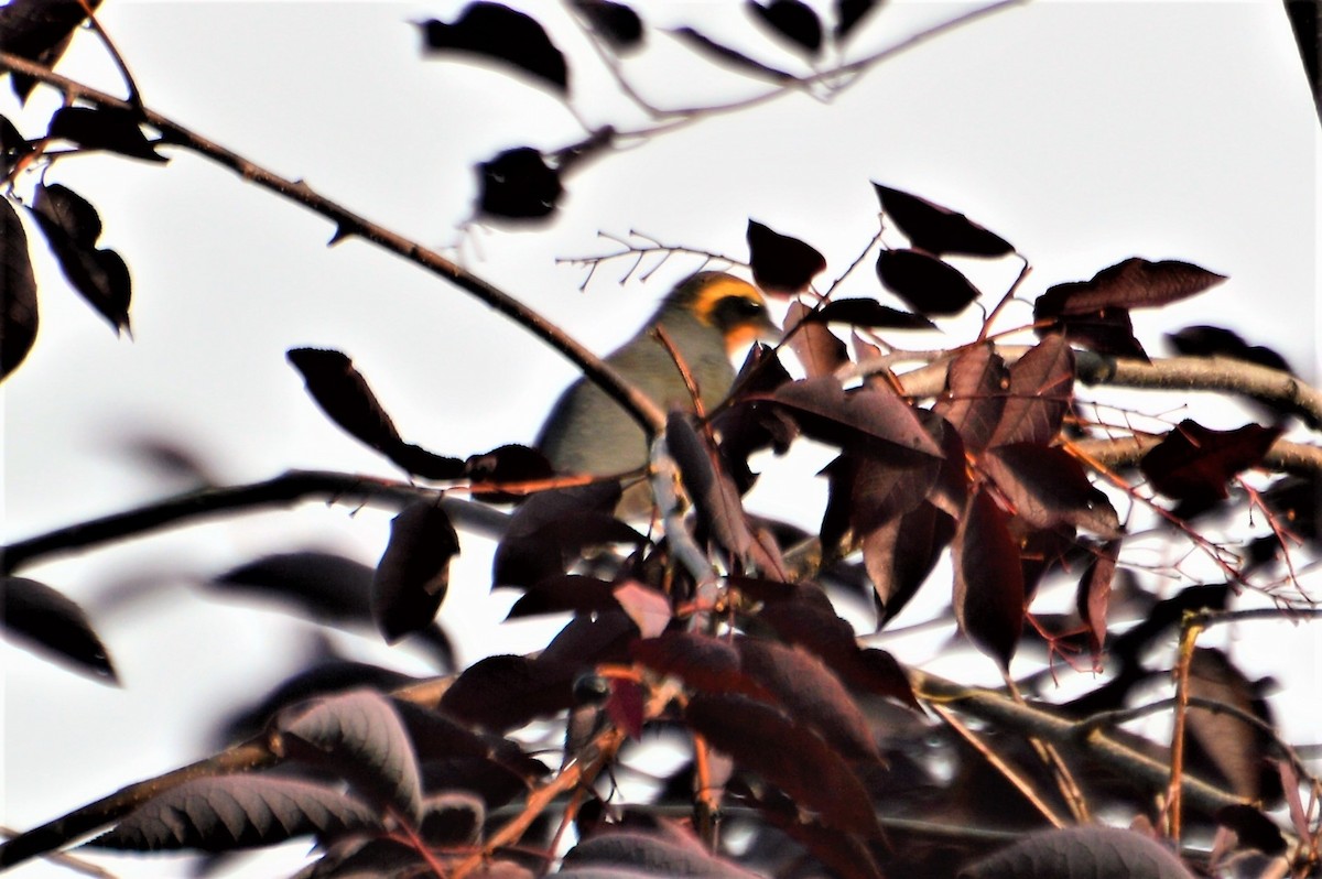 Varied Thrush - ML174999881