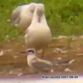 Forster's Tern - ML174999911