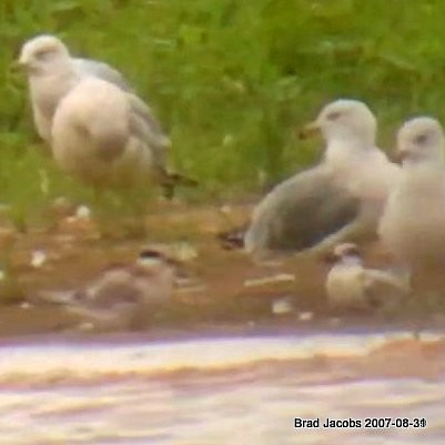 Forster's Tern - ML174999921