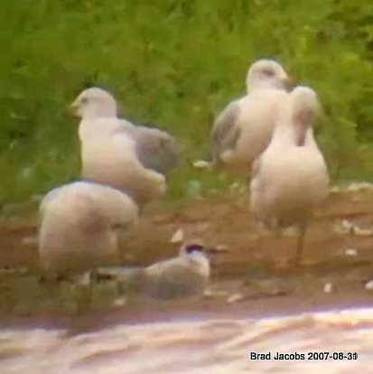 Forster's Tern - ML174999931