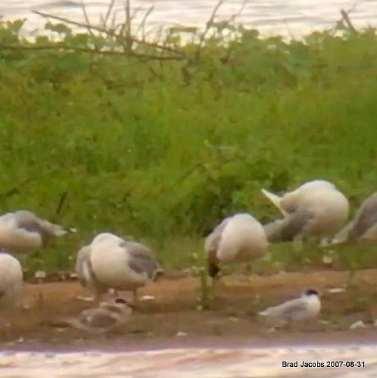 Forster's Tern - ML174999941