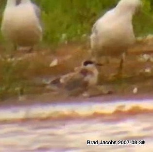 Forster's Tern - ML174999951