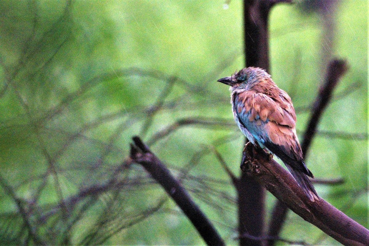 European Roller - Venkatesh VT