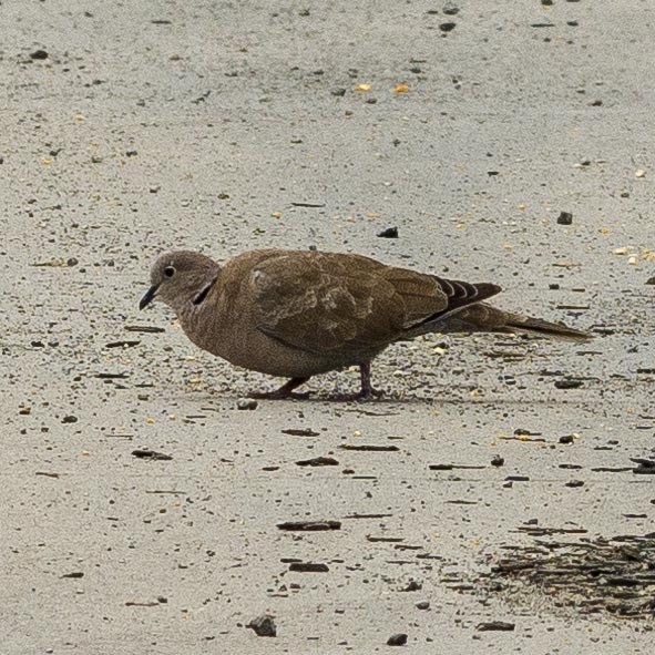 Eurasian Collared-Dove - Eric Juterbock