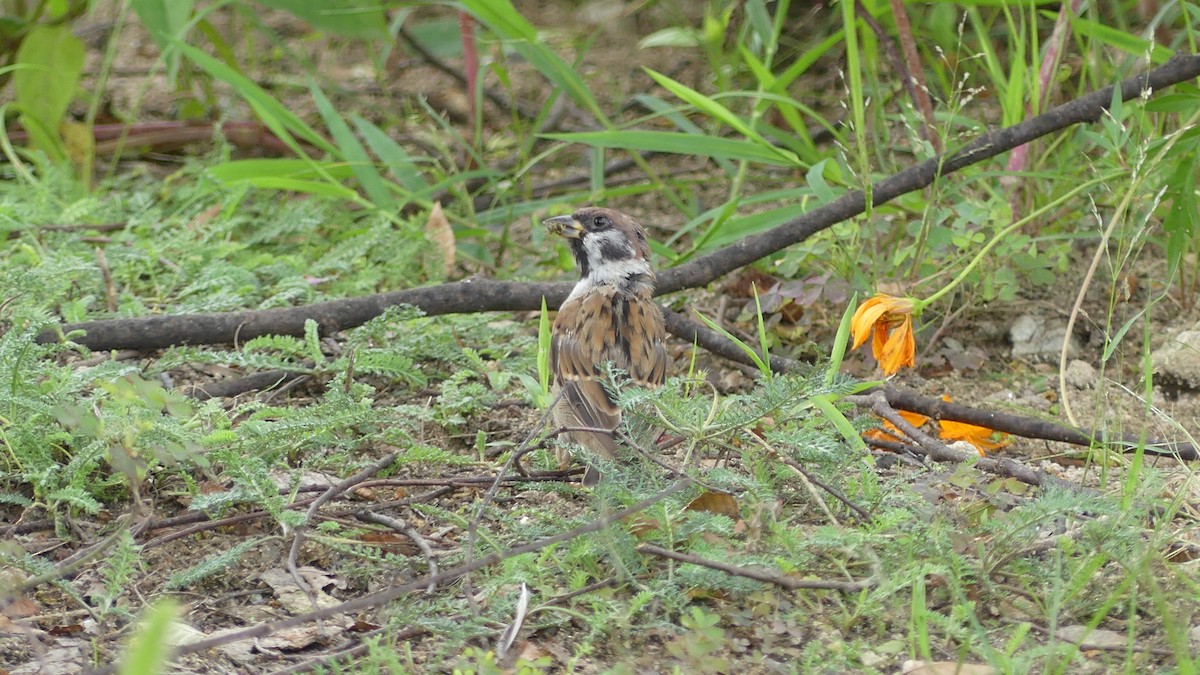 Eurasian Tree Sparrow - ML175004331