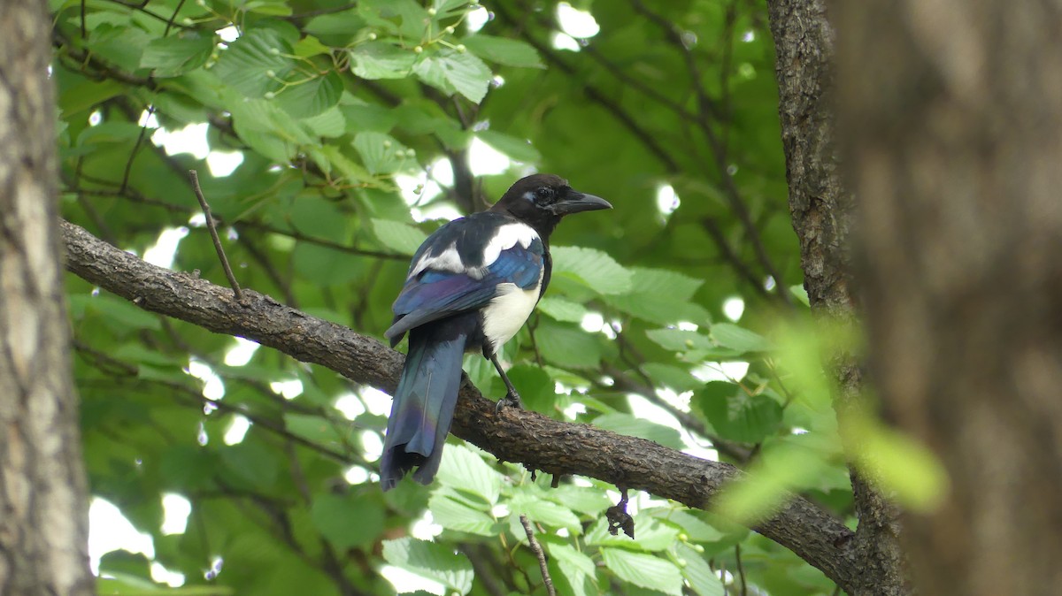 Oriental Magpie - ML175004531