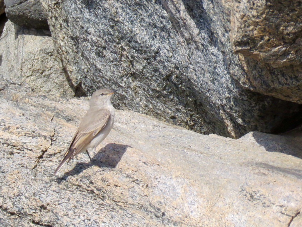 Dormilon à bec maculé - ML175004641