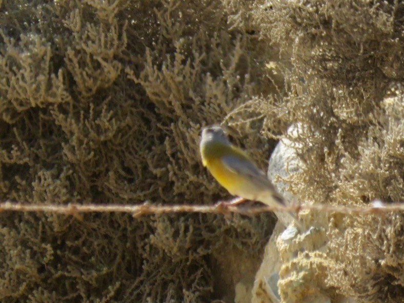Phrygile à tête grise - ML175004801