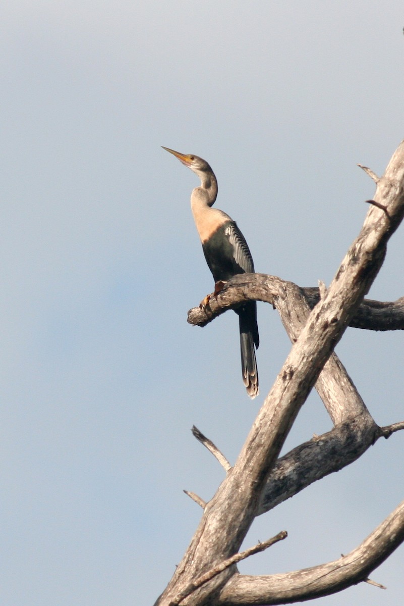 Anhinga d'Amérique - ML175005381