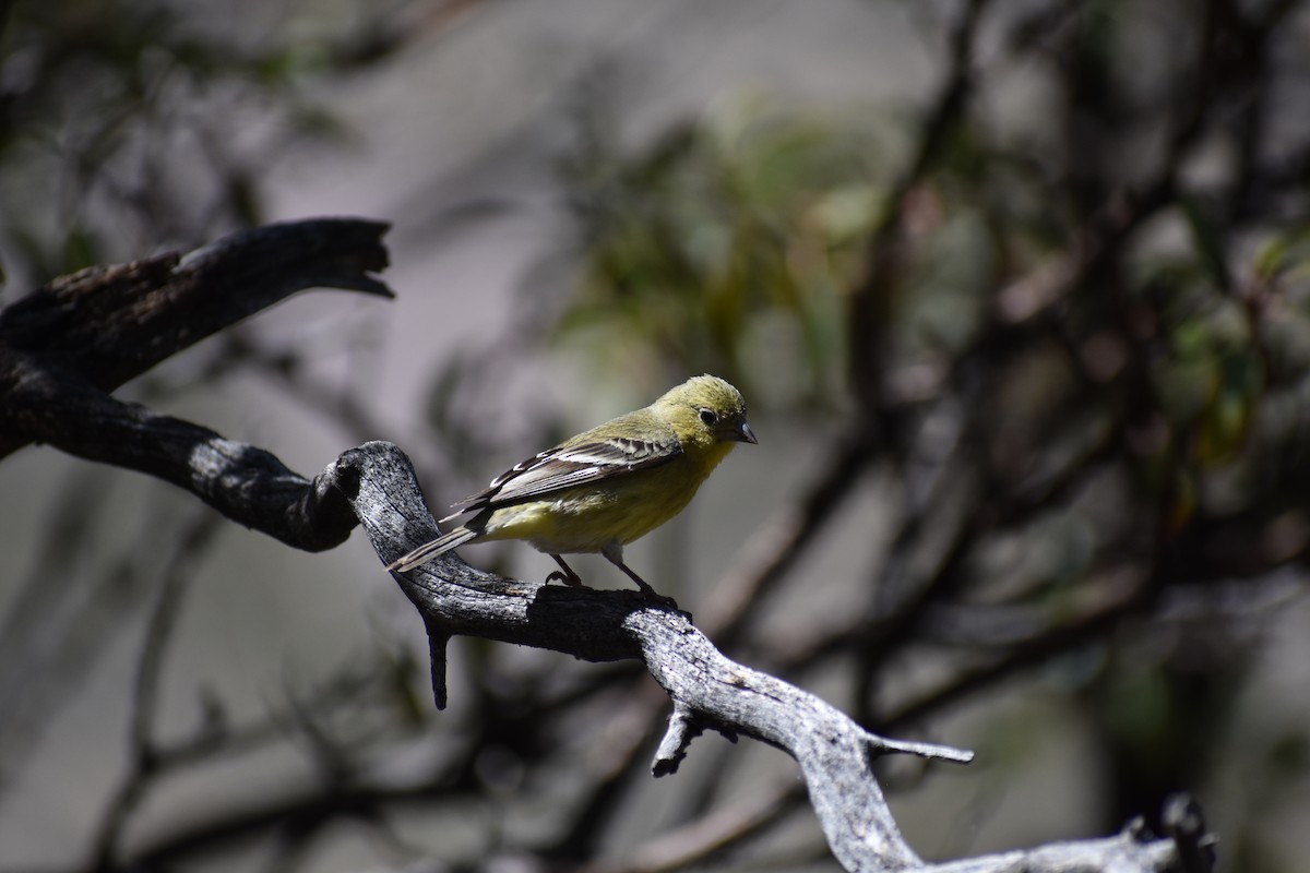 Lesser Goldfinch - ML175008811