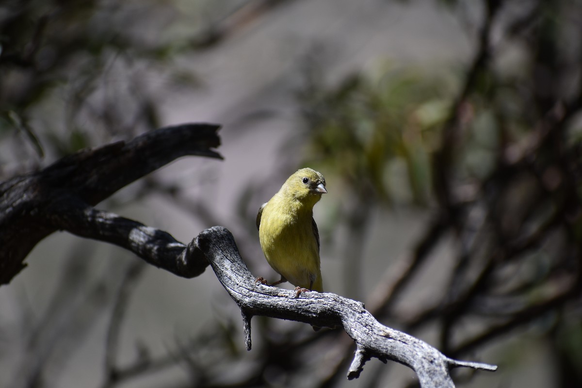 Lesser Goldfinch - ML175008821