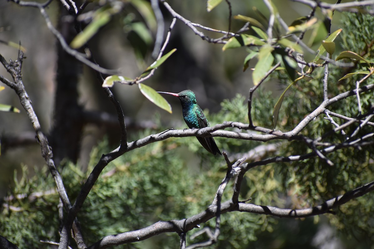 Broad-billed Hummingbird - ML175009121