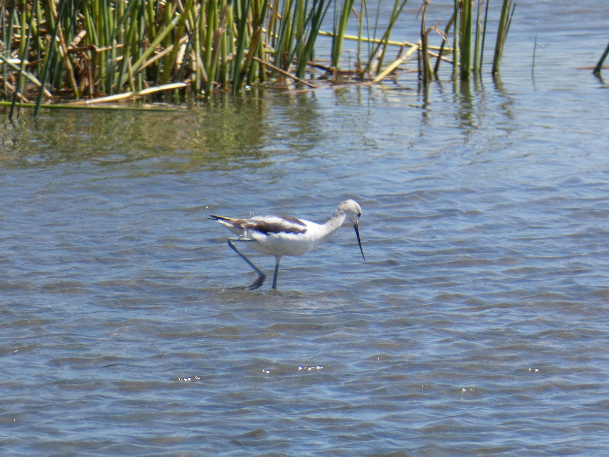 Avocette d'Amérique - ML175010401