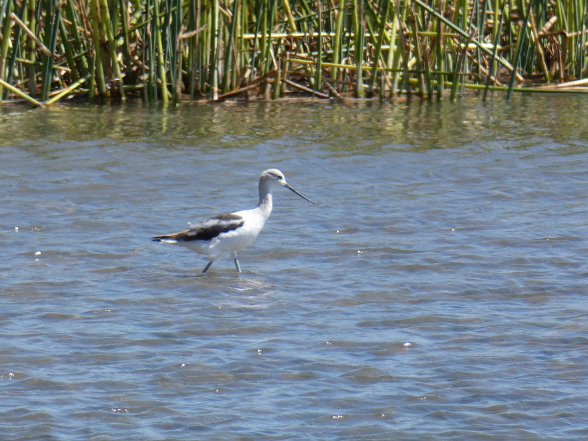 Avocette d'Amérique - ML175010411