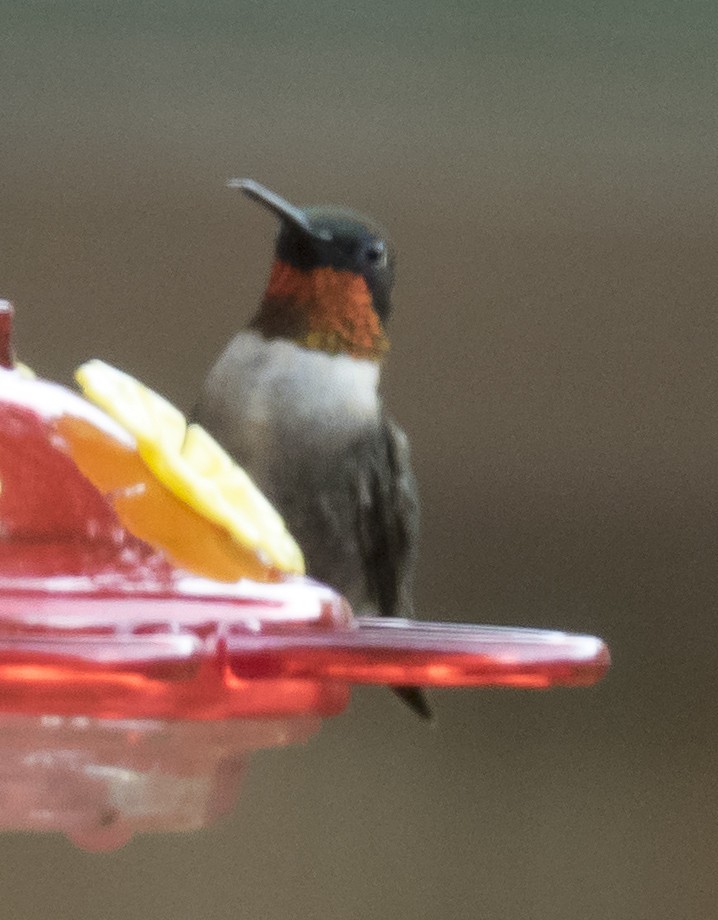 Ruby-throated Hummingbird - Peter Assmann