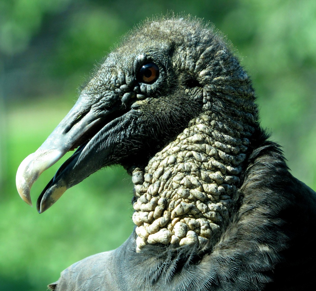 Black Vulture - ML175011151