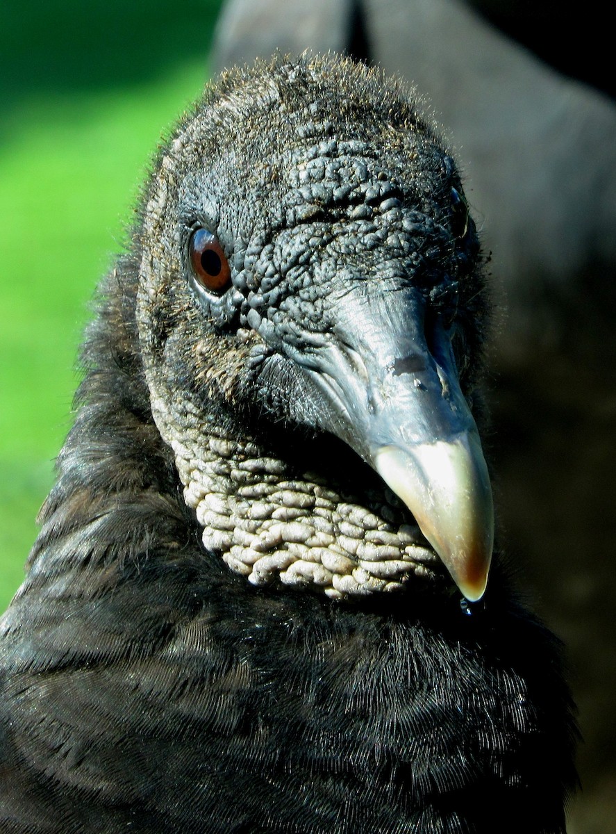 Black Vulture - ML175011231