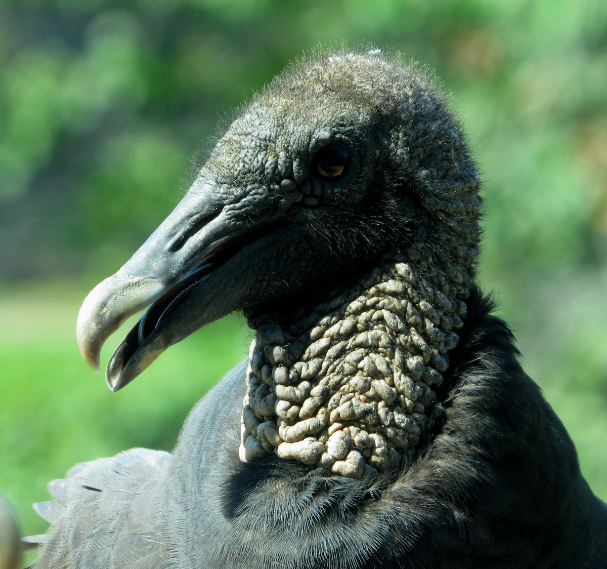 Black Vulture - ML175011321