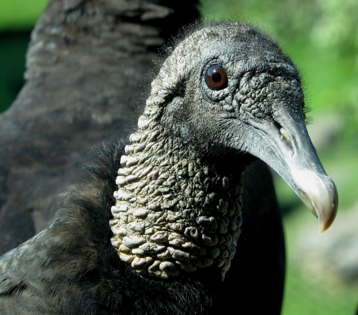 Black Vulture - ML175011501