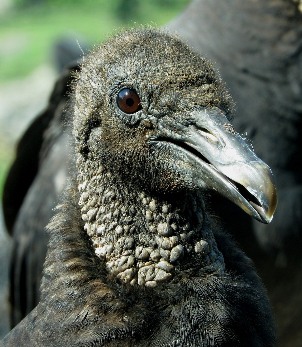 Black Vulture - ML175011581