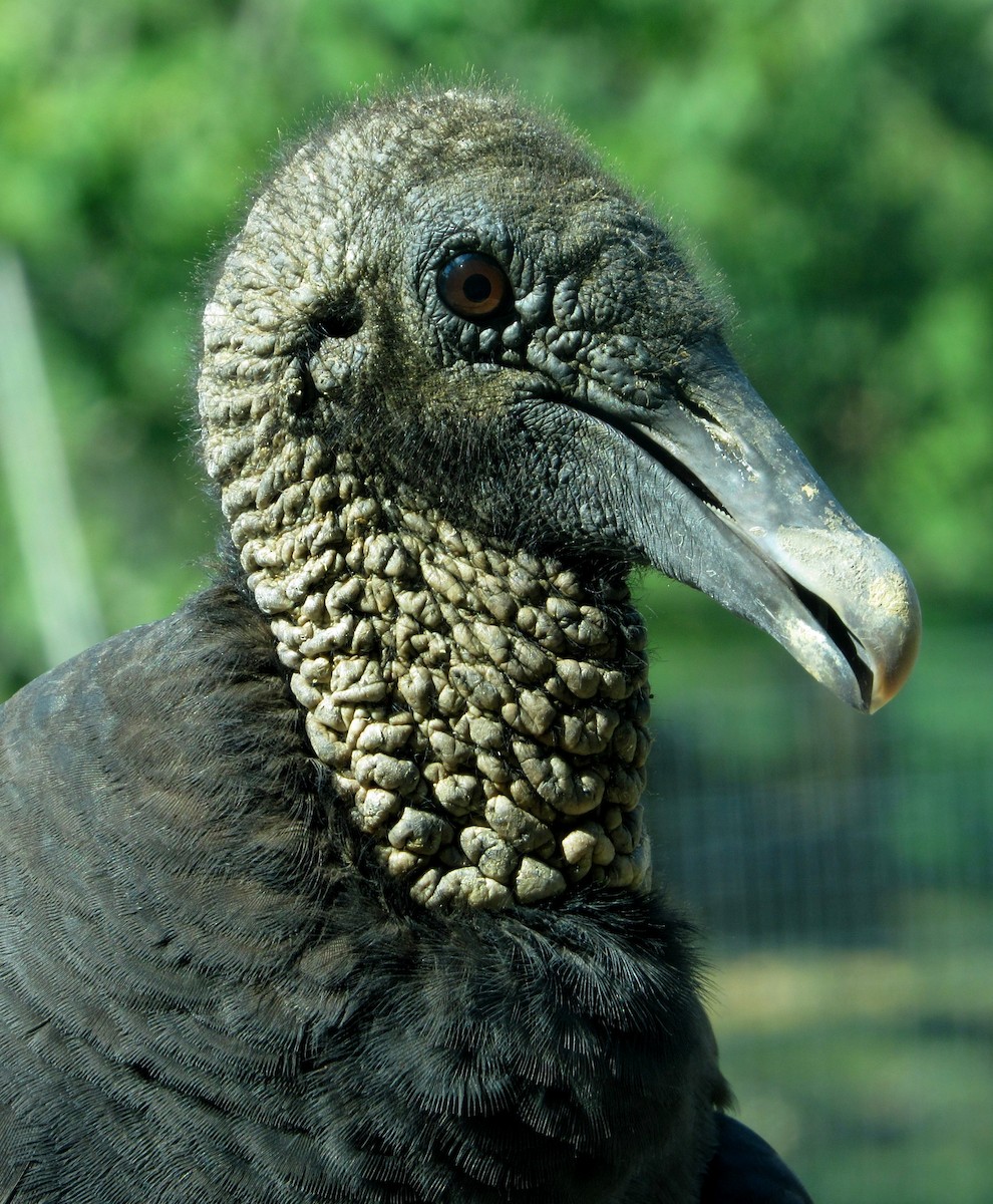 Black Vulture - ML175011631