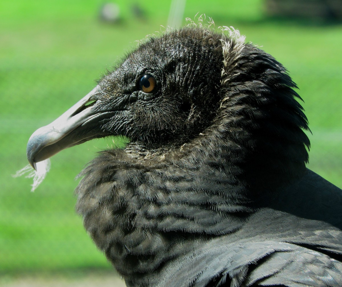 Black Vulture - ML175011641