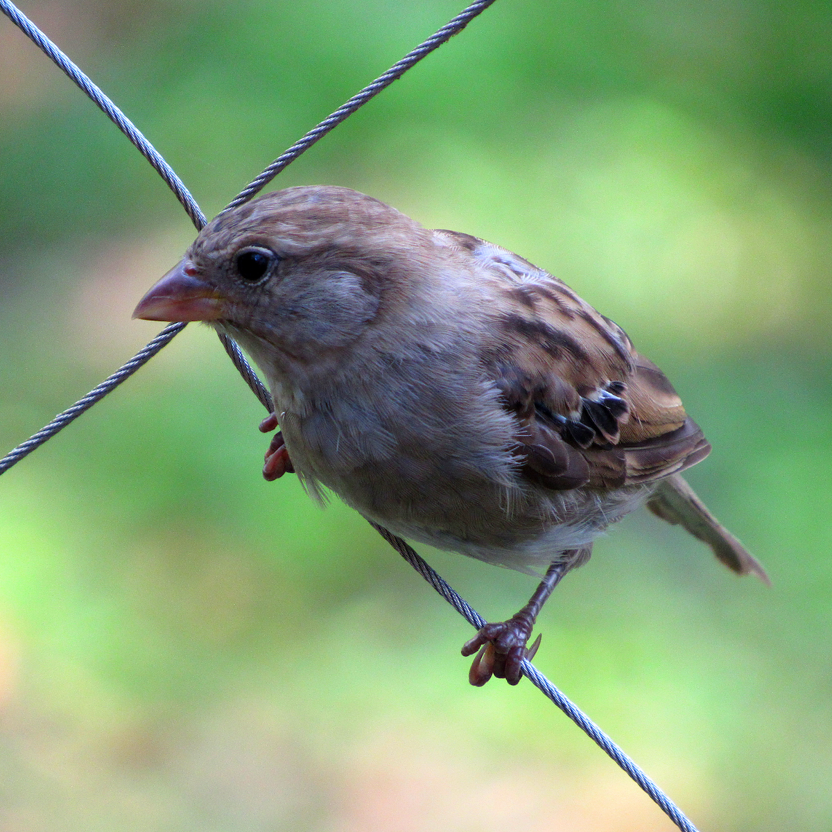 House Sparrow - ML175011731