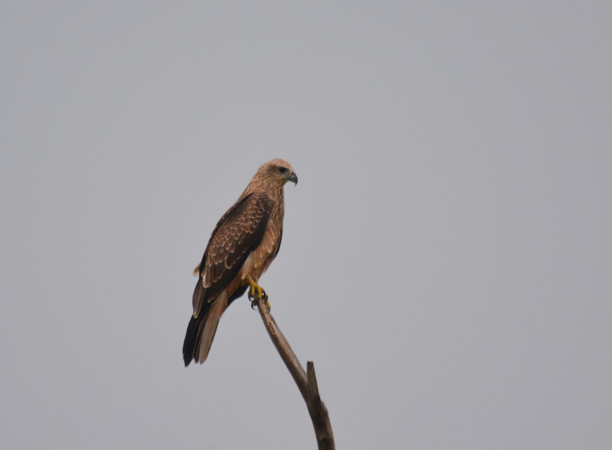 Brahminy Kite - ML175012931