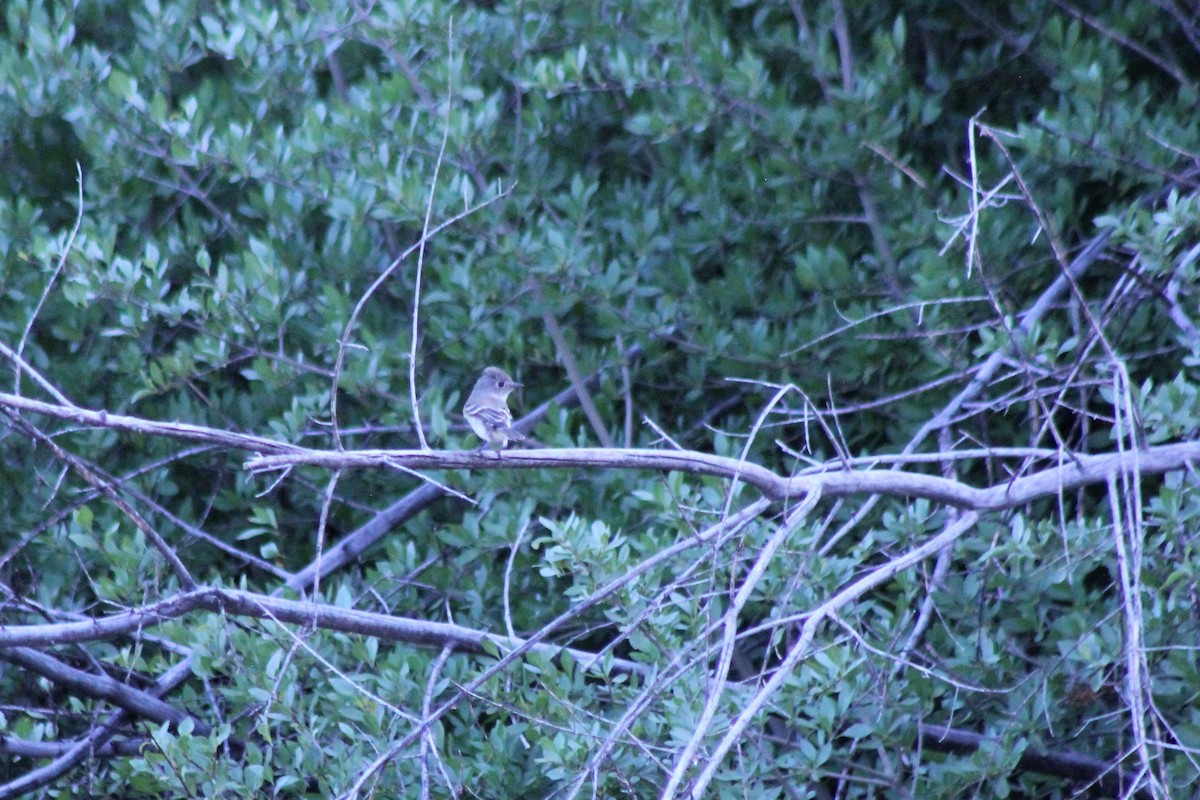 Hammond's Flycatcher - ML175013231