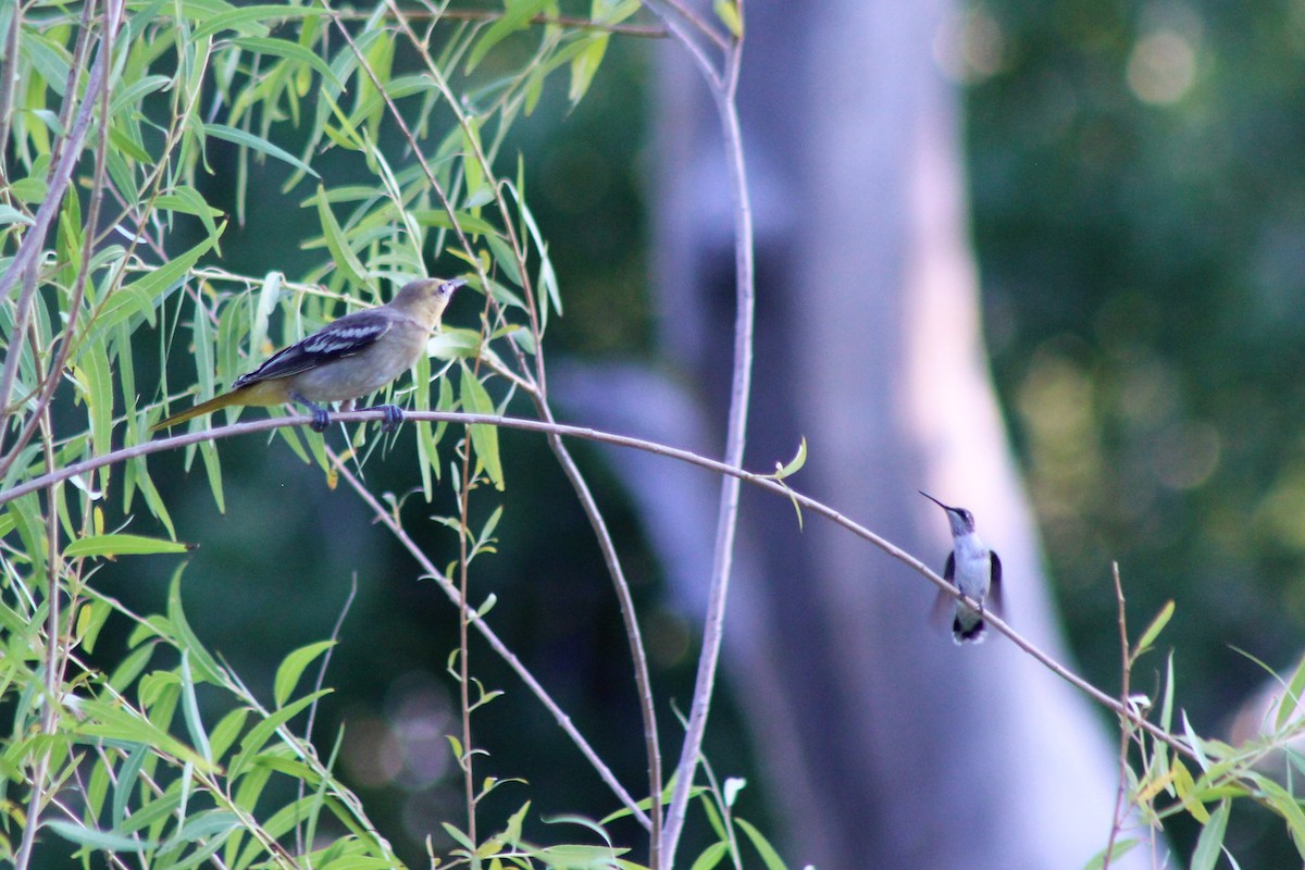 Black-chinned Hummingbird - ML175013291