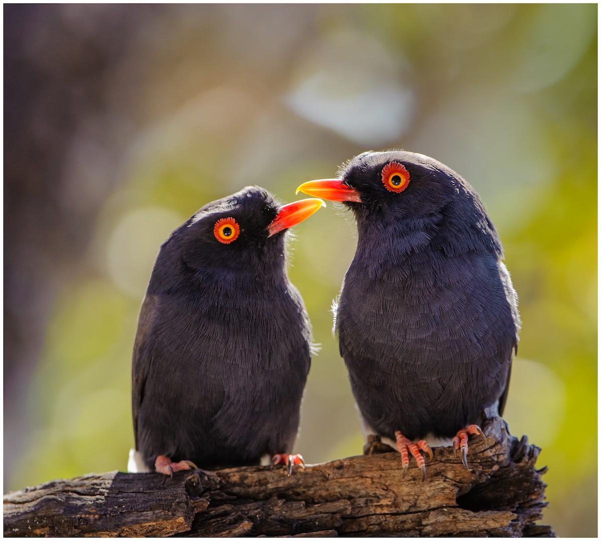 Retz Vangası - ML175017071