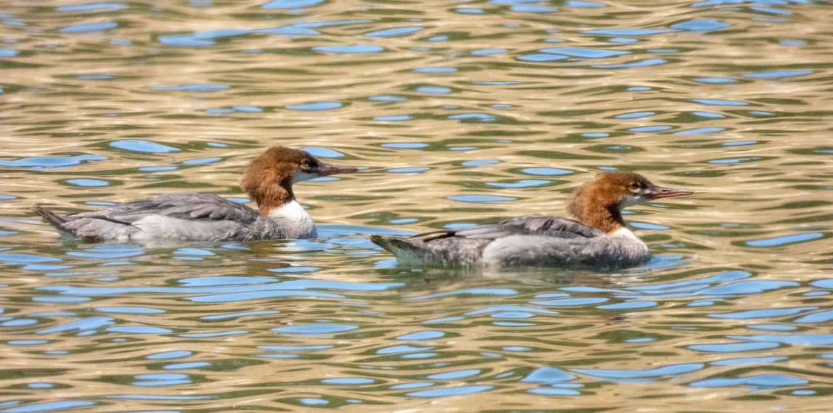 Common Merganser - Norman Pillsbury