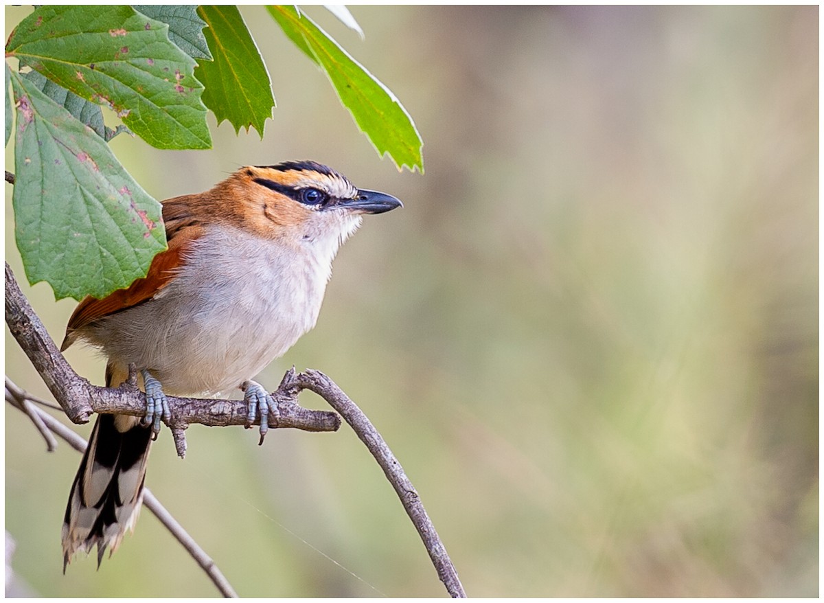 Black-crowned Tchagra - ML175017191