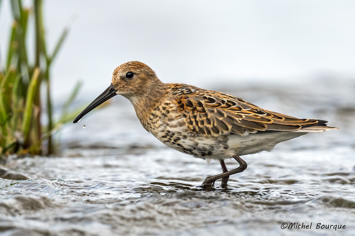 Dunlin - ML175017461