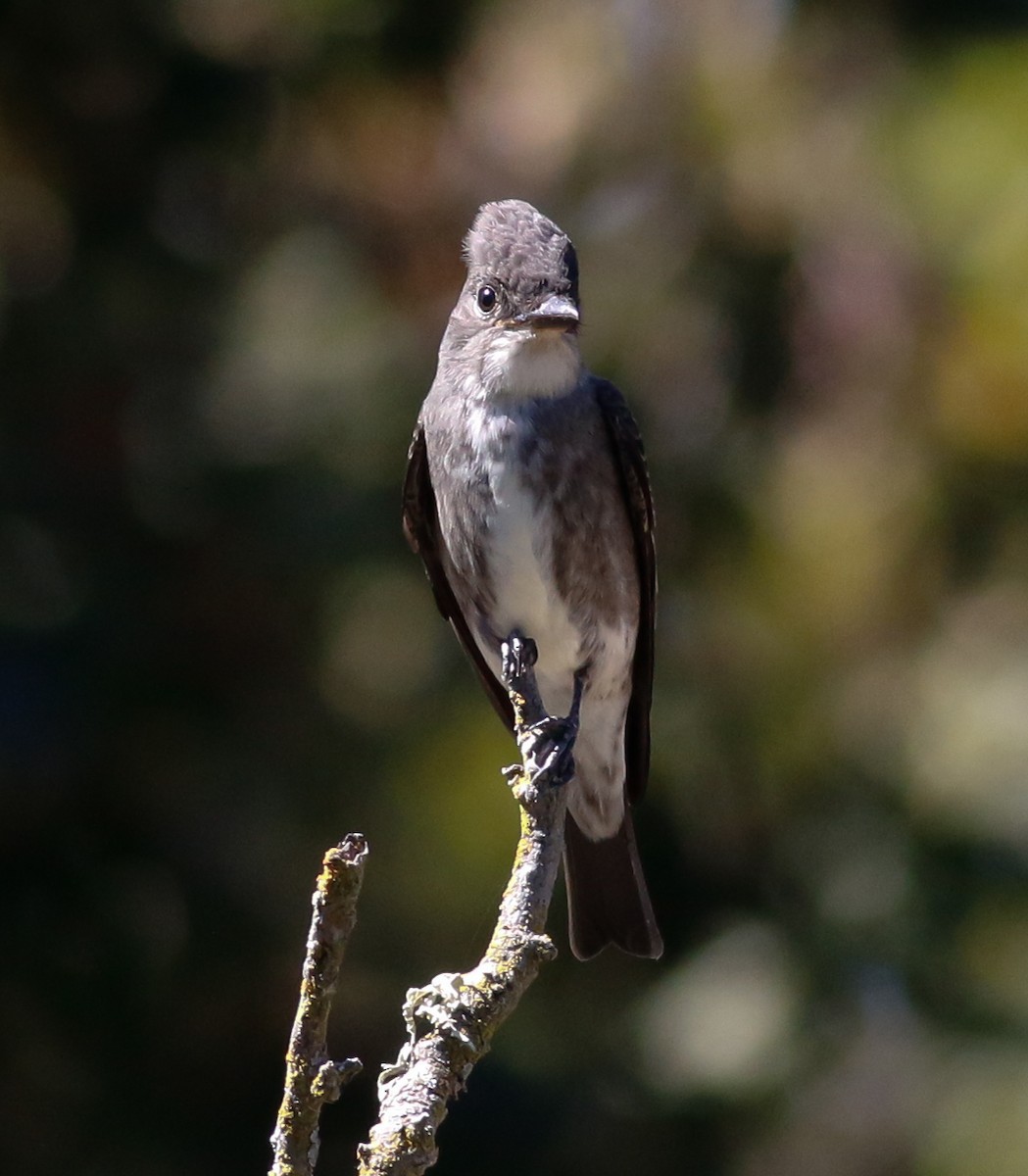 Olive-sided Flycatcher - Kirk Swenson